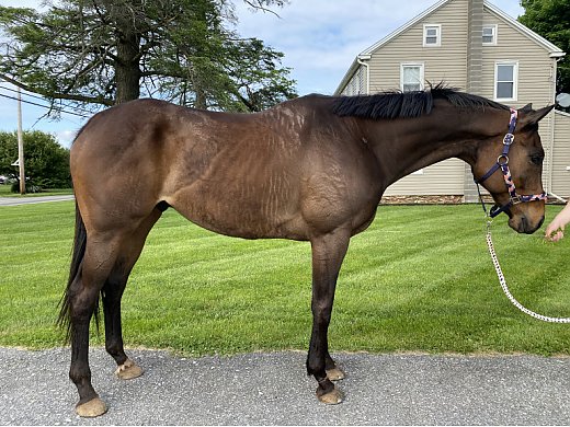 Great Trail Horse