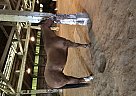 Quarter Horse - Horse for Sale in Gervais, OR 97026 Quarter Horse - Horse for Sale in Gervais, OR 97026