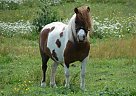 Miniature - Horse for Sale in Dundee, NY 14837 Miniature - Horse for Sale in Dundee, NY 14837