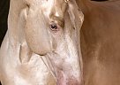 Andalusian - Horse for Sale in PAHRUMP, NV 89060