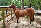 Pokey - Gelding in Huffman, TX Pokey - Gelding in Huffman, TX