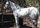 Paso Fino - Horse for Sale in Sanford, FL 32773