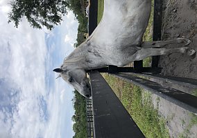 Paso Fino (Paso Fino, Gelding) in Sanford, FL