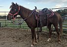 Paso Fino - Horse for Sale in Valdosta, GA 31601 Paso Fino - Horse for Sale in Valdosta, GA 31601