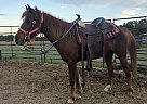 Paso Fino - Horse for Sale in Valdosta, GA 31601