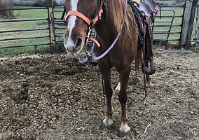 Paso Fino (Paso Fino, Mare) in Valdosta, GA