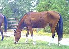 Paso Fino - Horse for Sale in Valdosta, GA 31601 Paso Fino - Horse for Sale in Valdosta, GA 31601