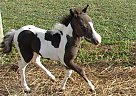 Miniature - Horse for Sale in Dundee, NY 14837 Miniature - Horse for Sale in Dundee, NY 14837