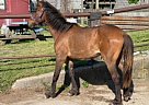 Paso Fino - Horse for Sale in Portsmouth, VA 23703