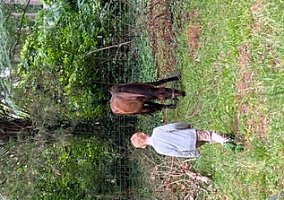 Paso Fino (Paso Fino, Gelding) in Portsmouth, VA