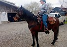Quarter Horse - Horse for Sale in Chillicothe, OH 45601 Quarter Horse - Horse for Sale in Chillicothe, OH 45601