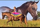 Rocky Mountain - Horse for Sale in Macomb, OK 74852