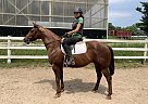 Quarter Pony - Horse for Sale in Eden Valley, ON L0L 2K0 Quarter Pony - Horse for Sale in Eden Valley, ON L0L 2K0