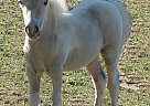 Miniature - Horse for Sale in Dundee, NY 14837 Miniature - Horse for Sale in Dundee, NY 14837