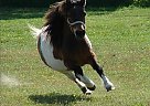 Miniature - Horse for Sale in Dundee, NY 14837 Miniature - Horse for Sale in Dundee, NY 14837