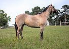 Dakotas Blue Gin - Mare in Tyler, TX Dakotas Blue Gin - Mare in Tyler, TX