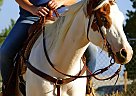 All Around Registed APHA Mare Paint Mare