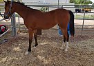 Arabian - Horse for Sale in waddell, AZ 85355