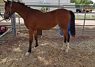 Arabian - Horse for Sale in waddell, AZ 85355 Arabian - Horse for Sale in waddell, AZ 85355