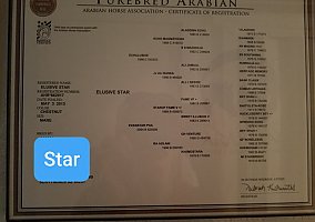 Arabian (Arabian, Mare) in Waddell, AZ
