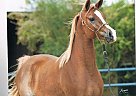- Mare in Waco, TX - Mare in Waco, TX
