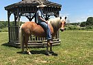 katherine Bowden - Mare in Marshfield, MO katherine Bowden - Mare in Marshfield, MO
