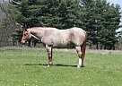 Quarter Horse - Horse for Sale in Cayucos, CA 93430 Quarter Horse - Horse for Sale in Cayucos, CA 93430