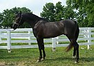 Gideon Eli QPF - Stallion in Lancaster, OH Gideon Eli QPF - Stallion in Lancaster, OH