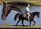 Tennessee Walking - Horse for Sale in Brodhead, KY 42634