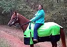 Anazeh El Harik - Gelding in Lizella, GA Anazeh El Harik - Gelding in Lizella, GA