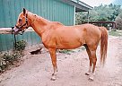 Anazeh El Harik - Gelding in Lizella, GA Anazeh El Harik - Gelding in Lizella, GA