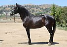 Andalusian - Horse for Sale in Canyon Country, CA 91387
