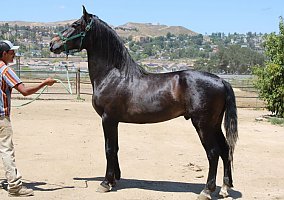 Andalusian / PRE