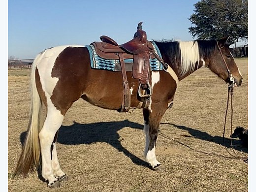 Family Safe Trail Horse Deluxe
