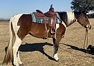 Quarter Horse - Horse for Sale in Englewood, FL 34224