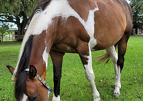 Quarter Horse (Quarter Horse, Mare) in Englewood, FL