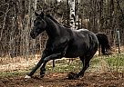 Quarter Horse - Horse for Sale in Howard City, MI 49329