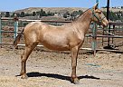 Andalusian - Horse for Sale in Canyon Country, CA 91387