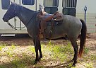 Scooter - Gelding in Cushing, TX Scooter - Gelding in Cushing, TX