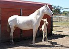 Andalusian - Horse for Sale in SAN LUIS OBISPO, CA 93420