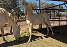 Andalusian - Horse for Sale in SAN LUIS OBISPO, CA 93420