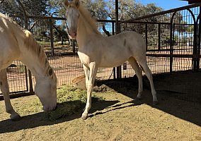Andalusian / PRE