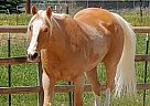 RANSOM - Gelding in Nampa, ID RANSOM - Gelding in Nampa, ID