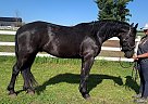 Friesian - Horse for Sale in Eden Valley, ON L0L 2K0