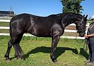Friesian - Horse for Sale in Eden Valley, ON L0L 2K0 Friesian - Horse for Sale in Eden Valley, ON L0L 2K0