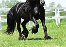 Fell Pony - Horse for Sale in Santok,  66-431
