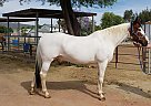 Rain - Mare in waddell, AZ Rain - Mare in waddell, AZ
