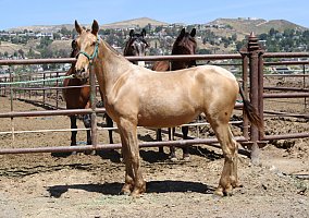 Andalusian / PRE (Andalusian / PRE, Mare) in Canyon Country, CA