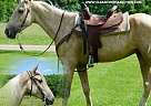 Kentucky Mountain - Horse for Sale in ParkHILLS, TN 63601 Kentucky Mountain - Horse for Sale in ParkHILLS, TN 63601