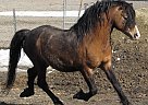 Connemara Pony Mare for Sale in Okotoks, Alberta Connemara Pony Mare for Sale in Okotoks, Alberta